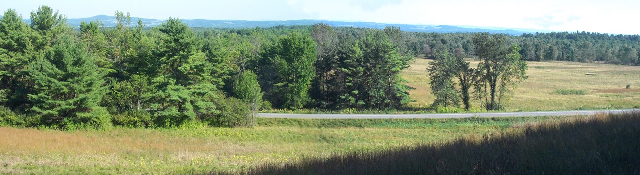 Trees line a road next to a grassy field.