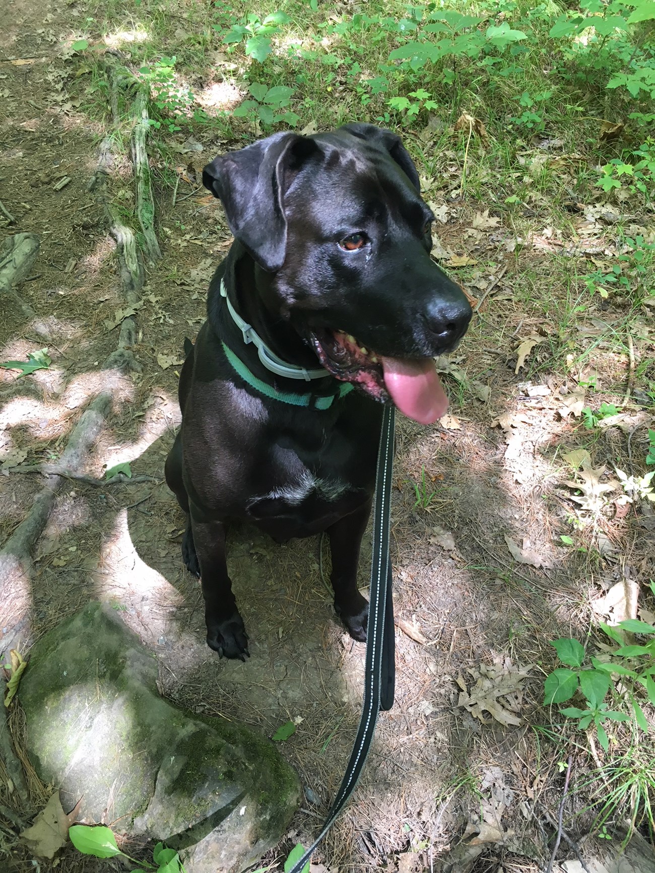 Black dog sitting on trail with leash attached