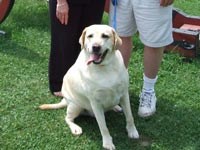Photo of a Golden Labrador with its owners.