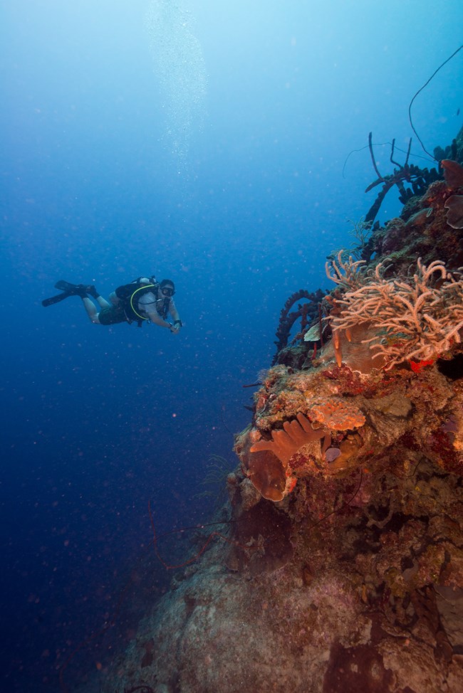 Underwater photo of SCUBA diver on the coral reef-covered walls at Salt River Bay