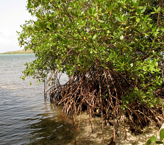 photo of mangroves at Salt River Bay