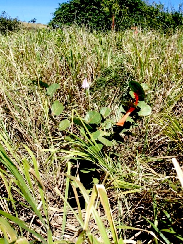 photograph of native plants being planted in the park