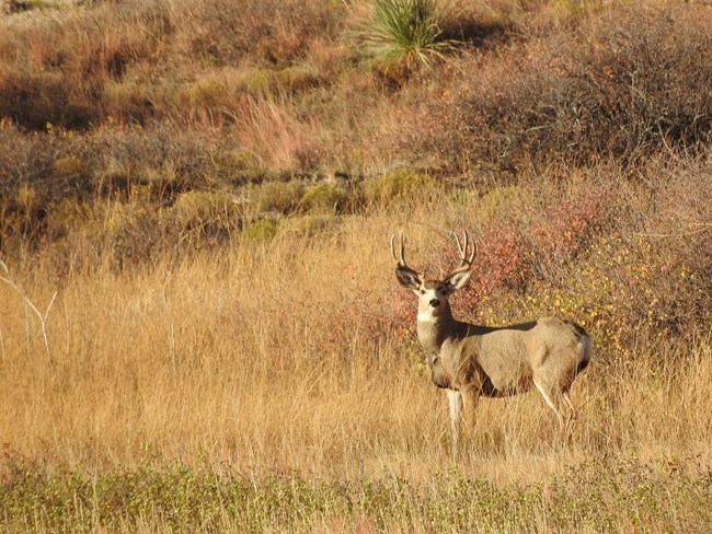 A deer with large antlers stands in front of a grassy hill.