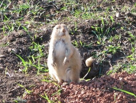 Black-tailed Prairie dog Black-tailed Prairie dog
