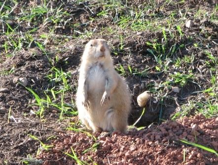 Black-tailed Prairie dog