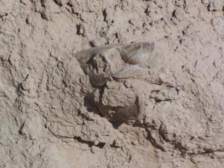 oreodont skull oreodont skull