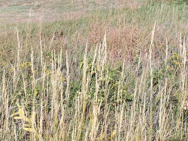 shortgrass-prairie shortgrass-prairie