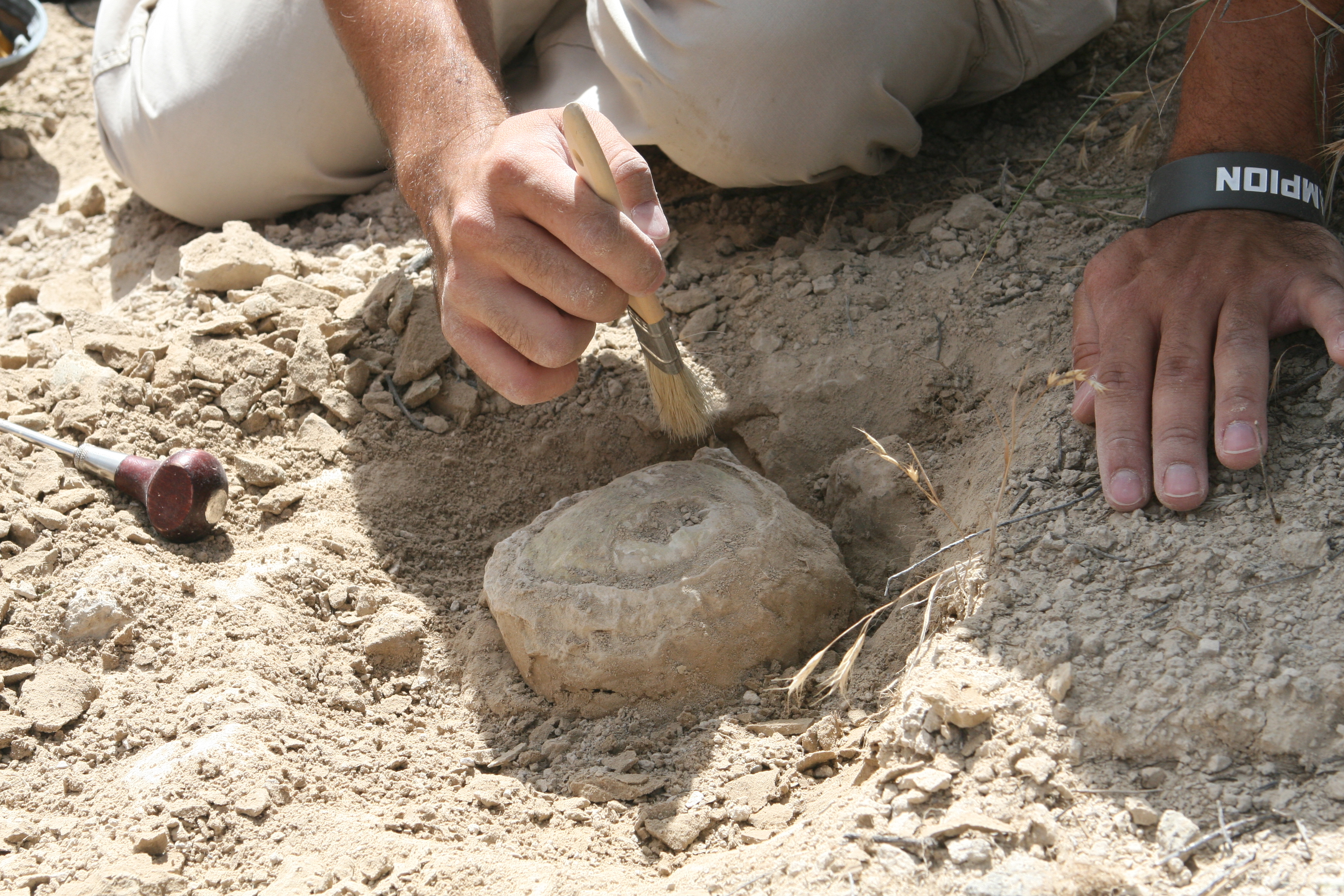 A brush is being used to remove soil from around a softball-sized fossil.