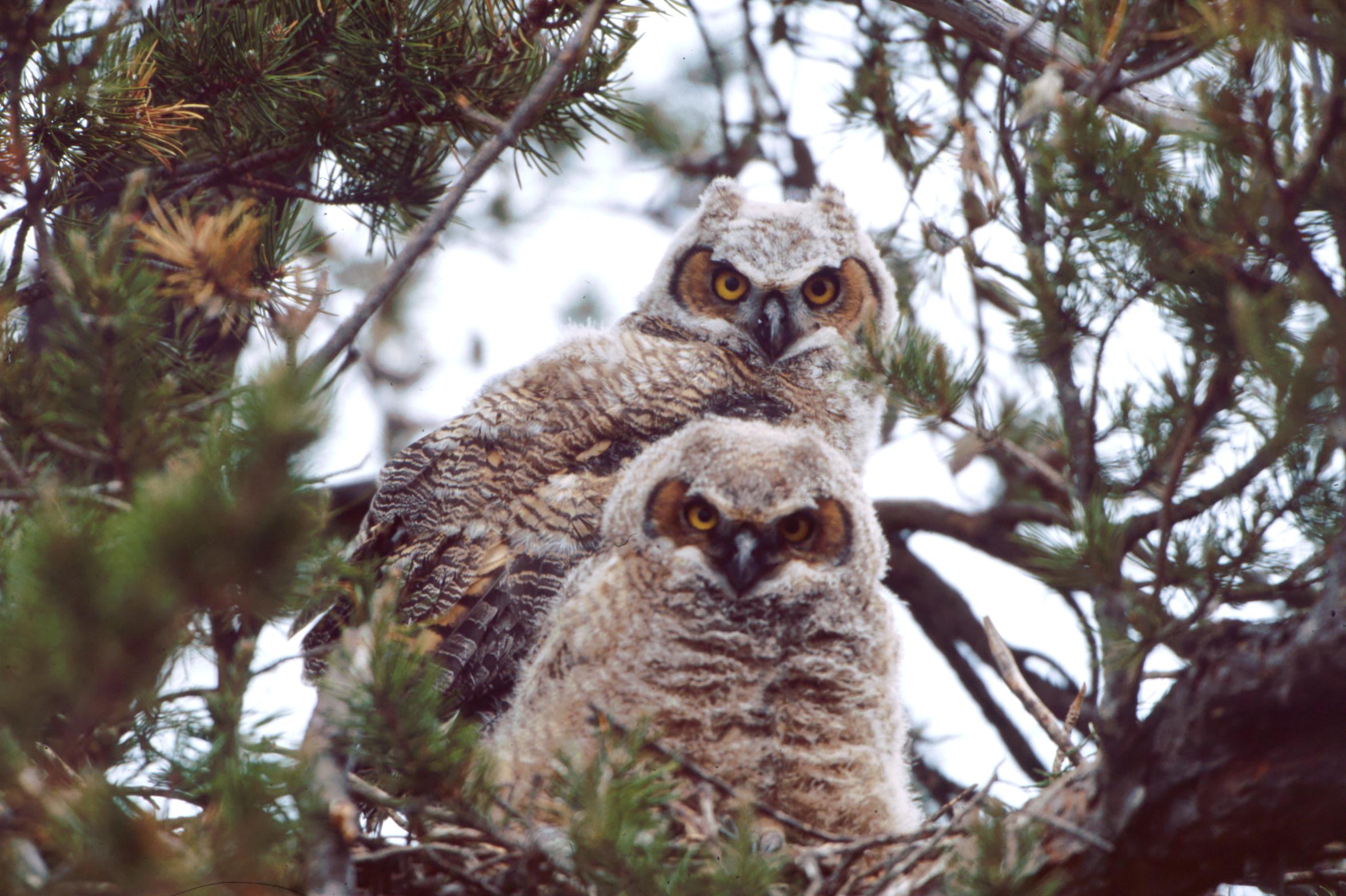 Great Horned owls Two great horned owl nestlings are perched on their nest.