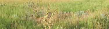 Grassland