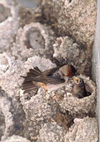 Cliff Swallow
