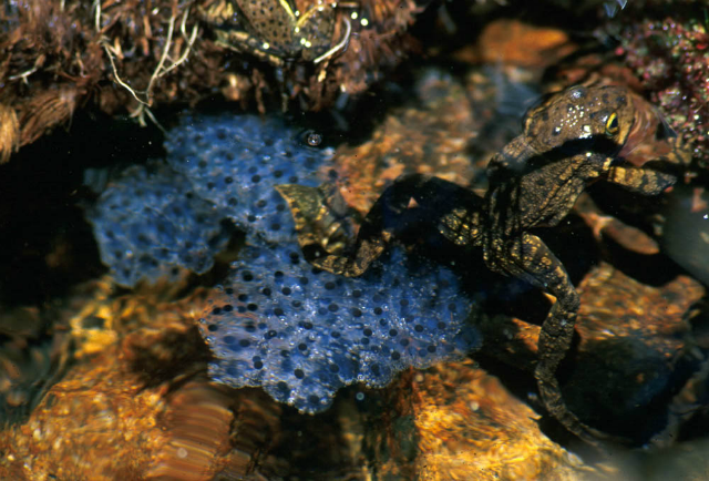 Frog in water with eggs.