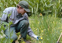 A man in a ranger field uniform bends down to examine plants in a grassy area