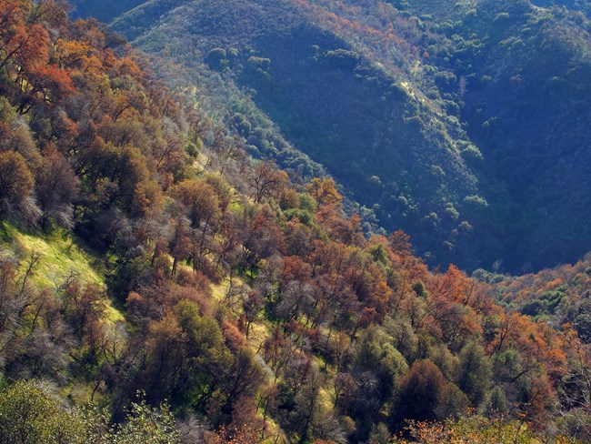 rolling hills covered in trees