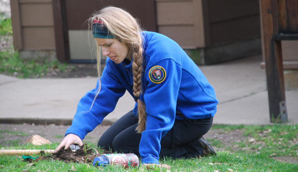 A volunteer plants a native shrub.