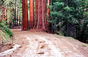 road of compacted soil passes through sequoia grove