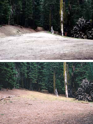 This series demonstrates how road beds near the Puzzle Tree have been restored (2004).