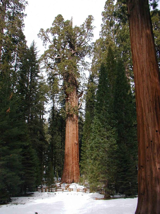 General Sherman Tree in winter with snow on the grow.