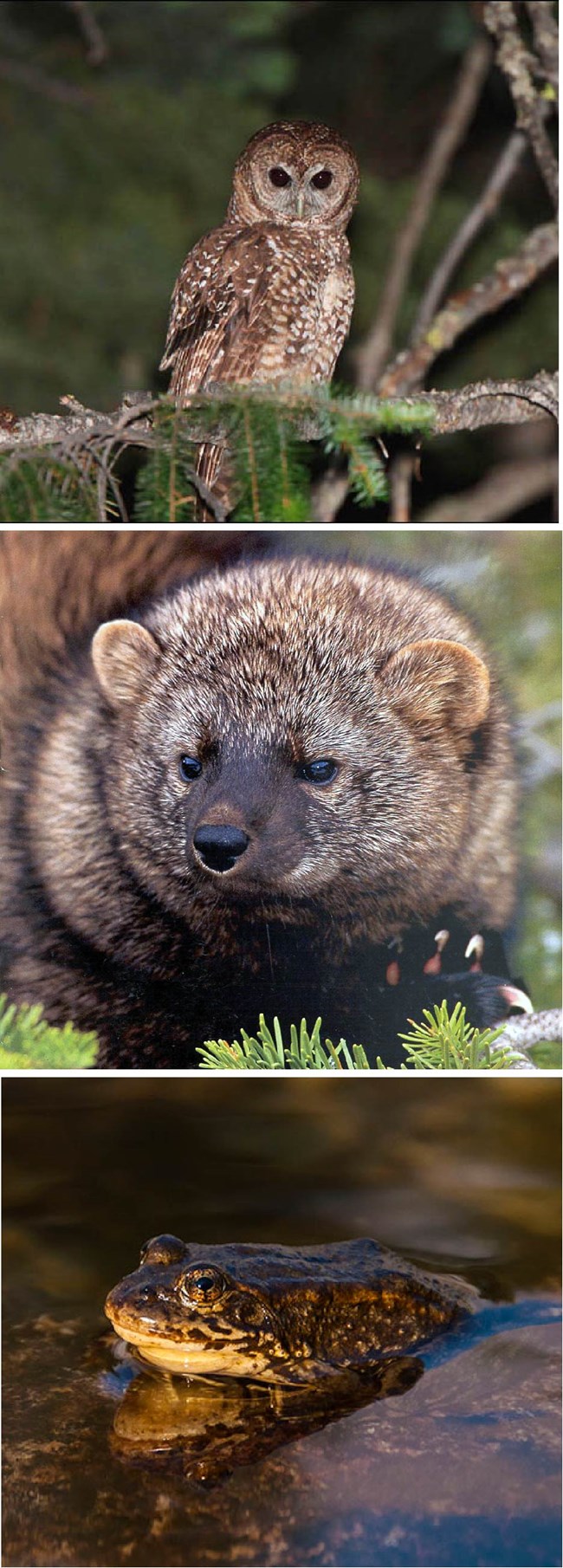 Upper photo - Large brown and white owl with dark eyes perches on a tree branch; center photo - a fisher's face - furry brown, pointed nose and dark eyes; lower image - plump frog with bright yellow chin sits on rock near water.