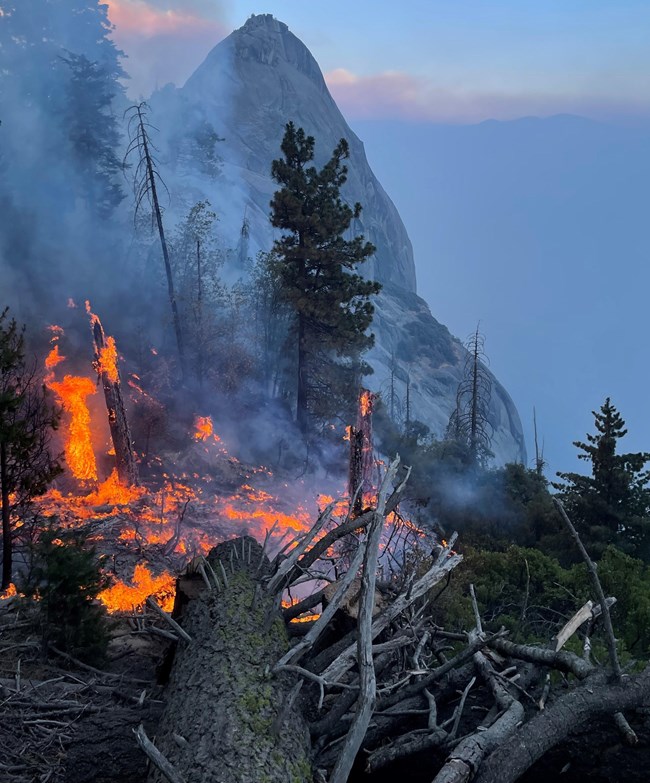 Fire burns through ground fuels (sticks, log and small trees), looming large granite rock (Moro Rock) in background.