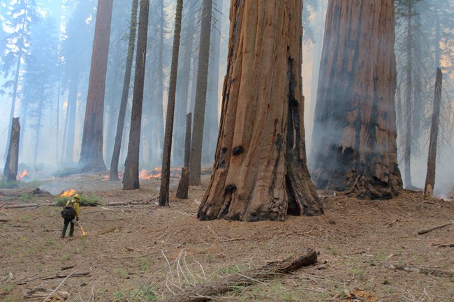 Firefighter dwarfed by giant sequoias around  him, ignites prescribed burn with a drip torch.