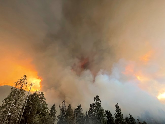 Large brown smoke column rises above a stand of giant sequoias .