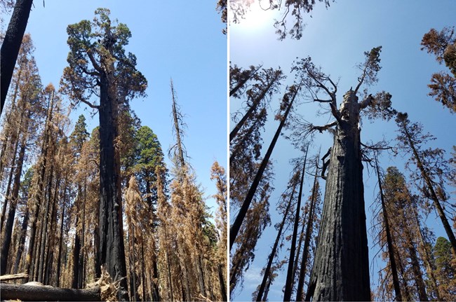 Left image: very large sequoia tree with charred bark but mostly live branches; right: Large sequoia tree with charred trunk and just a few, mostly dead branches remaining.