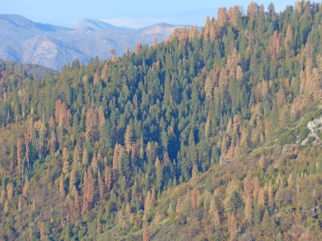 Slopes with mixed-conifer forests showing many pines with brown needles, killed during a severe drought.