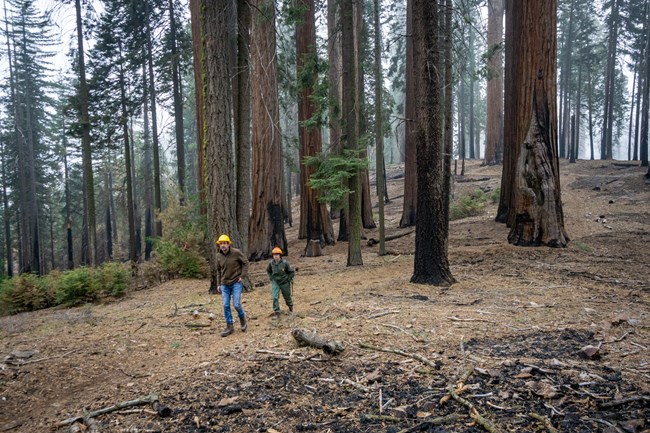 Two people waring hardhats walk upslope in a mixed conifer-giant sequoia forest. Trees and ground have some charring from fire, but fire effects are mild and trees all still green with live branches.