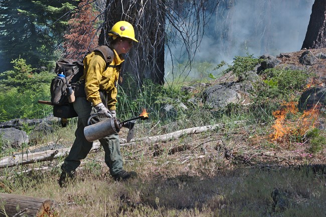 Firefighter wearing hardhat and the fire resistant Nomex yellow shirt and green pants uses a drip torch to ignite shrubs and other plants during a prescribed burn.