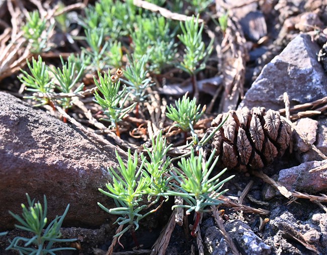 Inch-high giant sequoia seedlings grow near a cone.