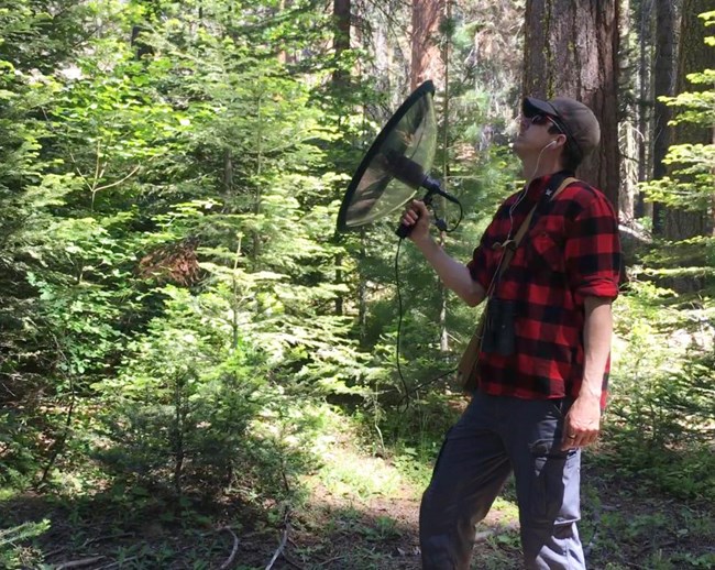 A scientist uses a specialized recording device to record natural sounds in a park conifer forest.
