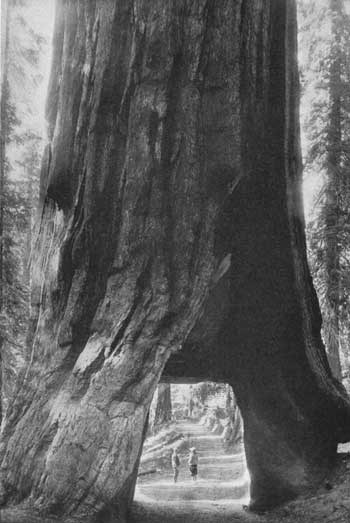 Wawona Tree with tunnel