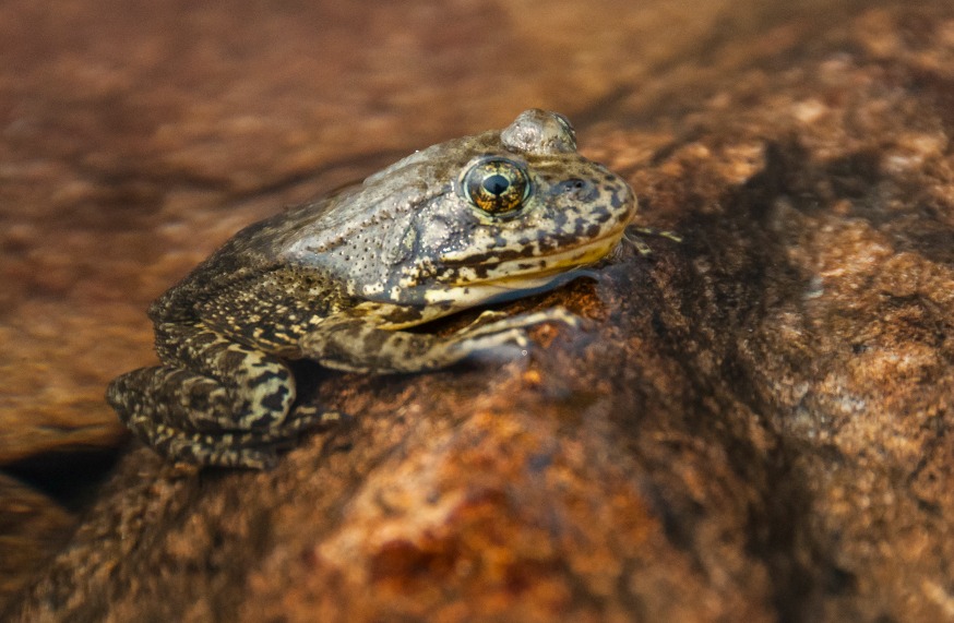 Mountain yellow-legged frog