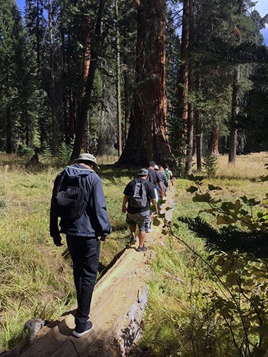 a group of young adults walk on a log in a meadow with sequoia trees in the background