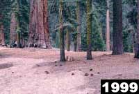 Before and after views of the same spot in Giant Forest Before and after views of the same spot in Giant Forest