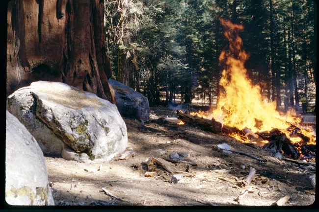 Fire burns near base of sequoia tree