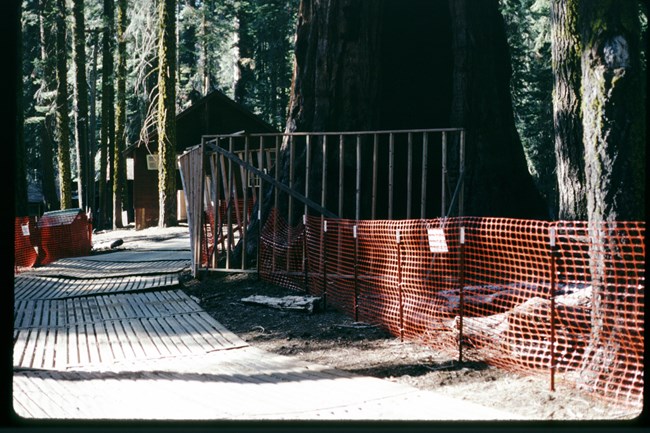 orange fences surround sequoia trees