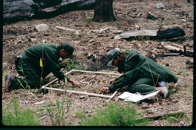Two restoration workers count vegetation within a marked plot.