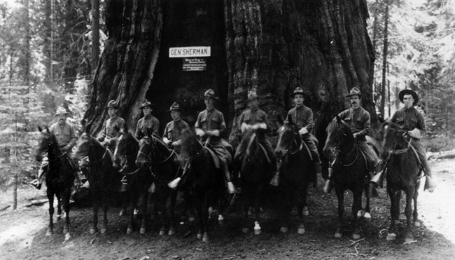 Members of the US Cavalry pose on horseback in front of the General Sherman Tree