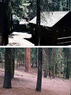 Above is a restored zone (2004) in the former Giant Forest Lodge area.