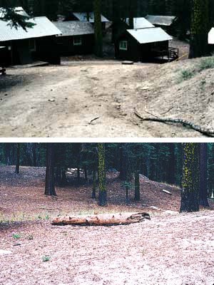 A restored zone (2004) in the former Giant Forest Lodge area.