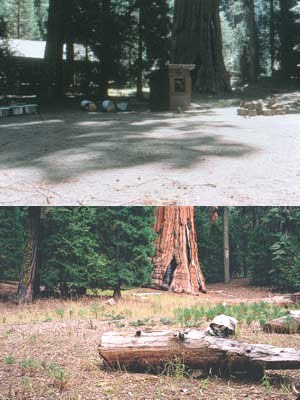 Another dramatic transformation in the former Giant Forest Lodge area.