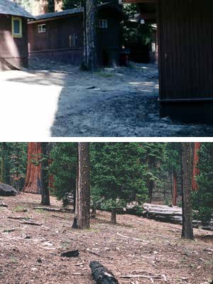 A restored area (2004) that once supported cabins (former Giant Forest Lodge area).