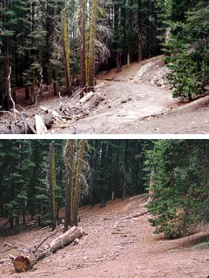 Above is a restored roadbed (2004) in the quondam Paradise Campground at the north end of the Giant Forest developed area.