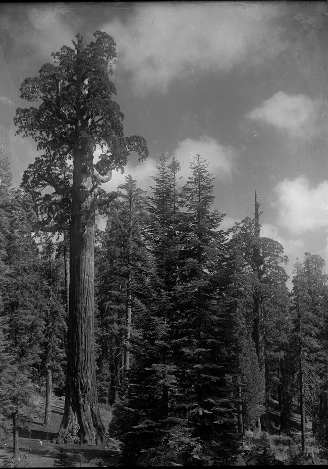 A black and white image with one large sequoia tree on the left surrounded by shorter pine and spruce trees