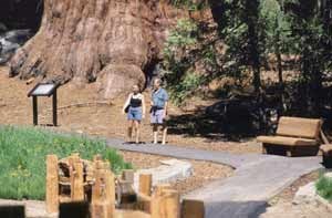 Two visitors pause on a trail before the base of a huge sequoia trunk.