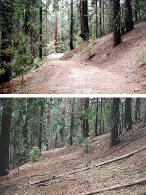 Above is a restored roadbed (2004) in the former Sugar Pine Campground at the north end of the Giant Forest developed area.