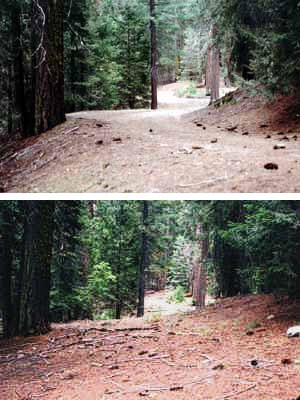 Above is a restored roadbed (2004) in the former Sunset Campground at the north end of the Giant Forest developed area.