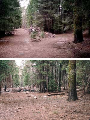 Above is a restored roadbed (2004) in the Sunset Campground at the north end of the Giant Forest developed area.